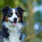 Mini Aussie Luna