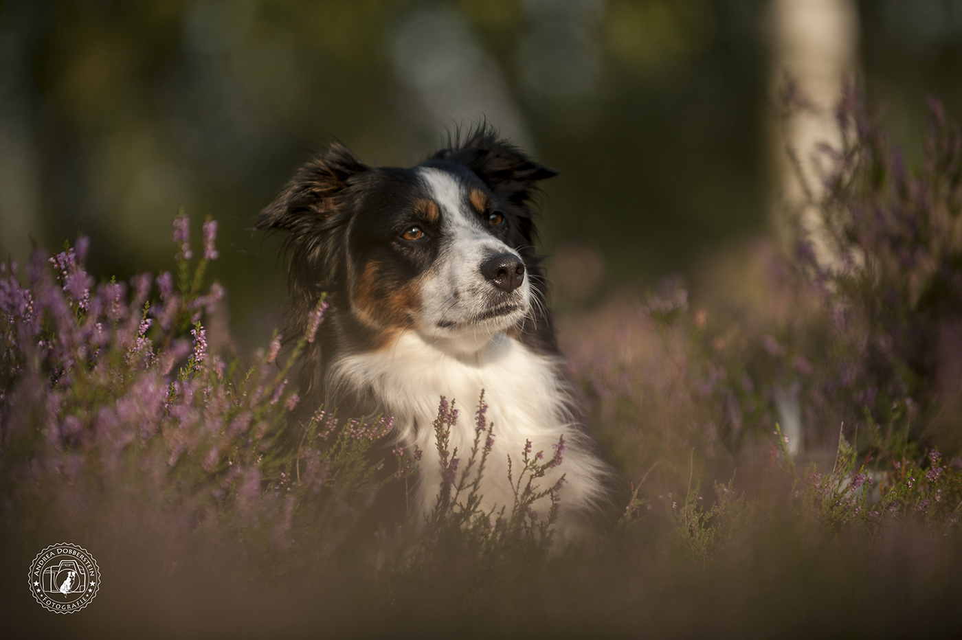 Mini Aussie Luna