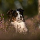 Mini Aussie Luna