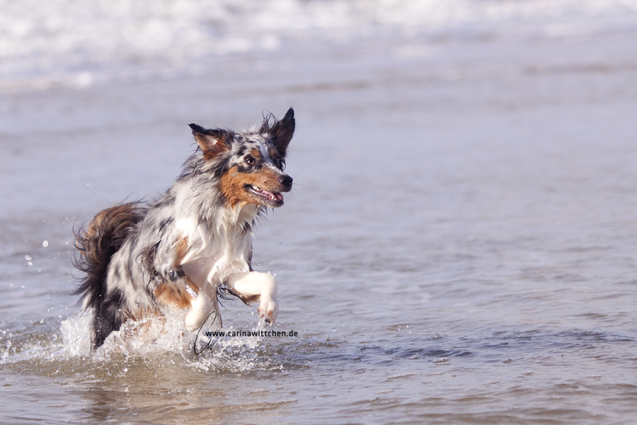 Mini Aussie Power am Strand