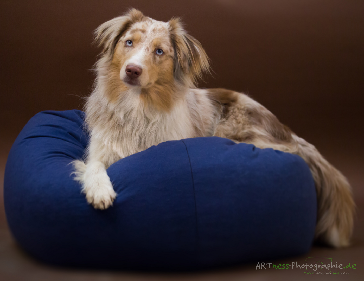 Mini Aussie Sky 1