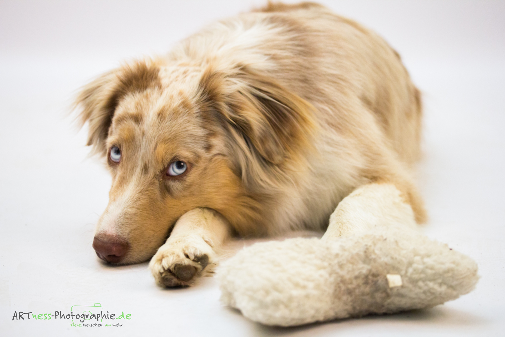 Mini Aussie Sky 2