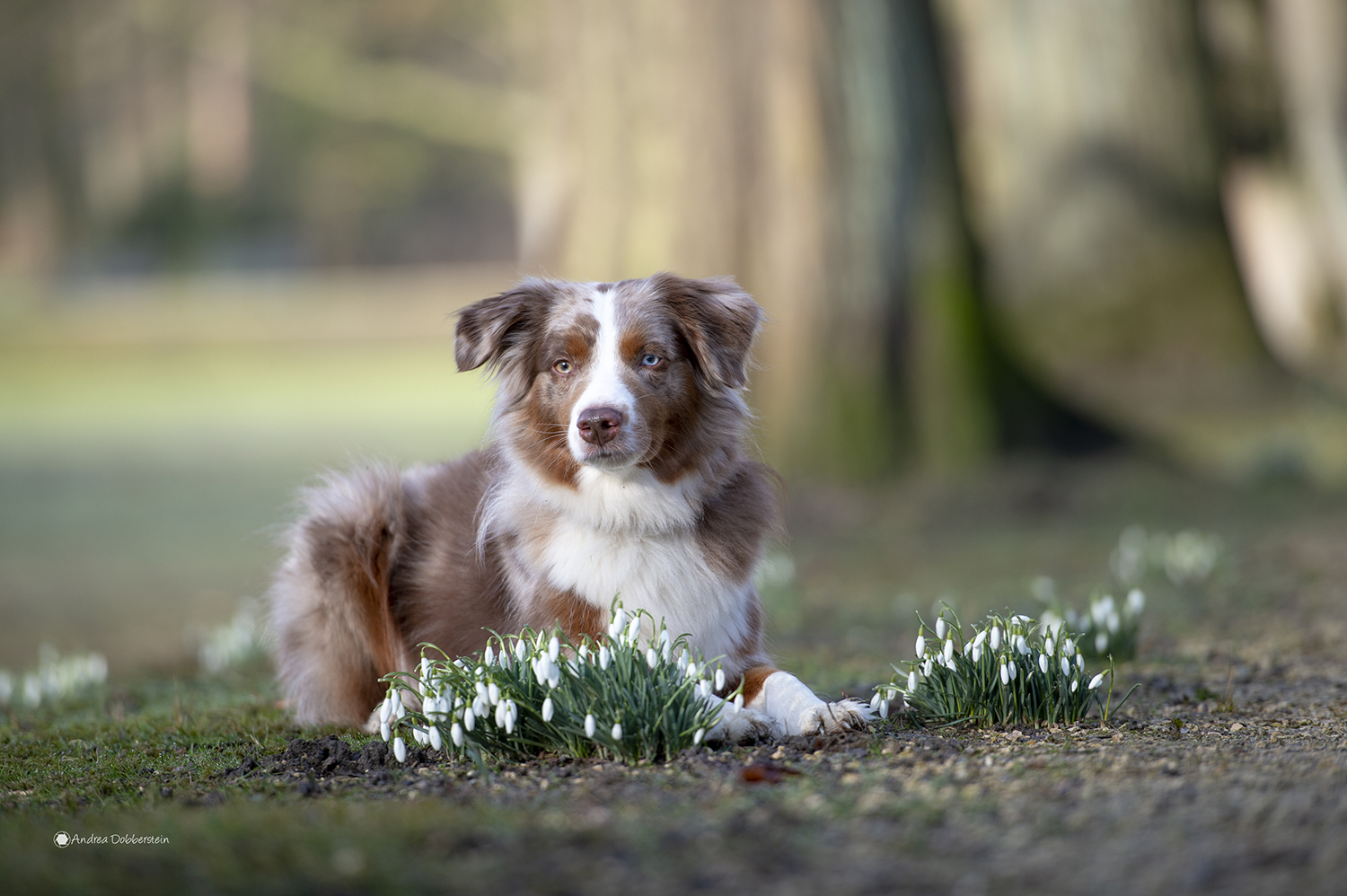 Mini Aussie Till genießt den Frühling. 