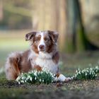 Mini Aussie Till genießt den Frühling. 