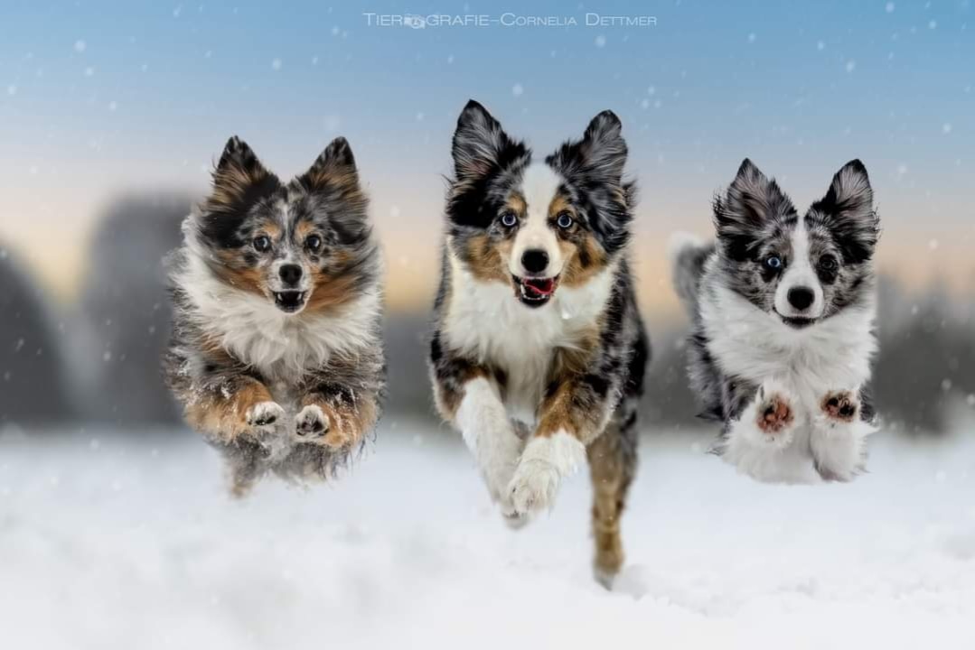 Mini aussie trio 