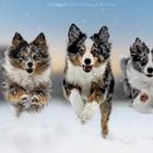 Mini aussie trio 