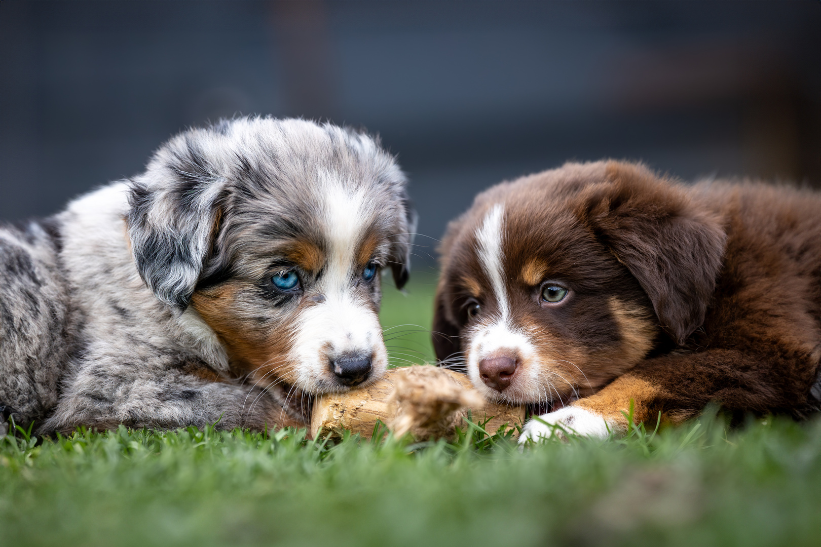 Mini-Aussie Welpen