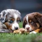 Mini-Aussie Welpen