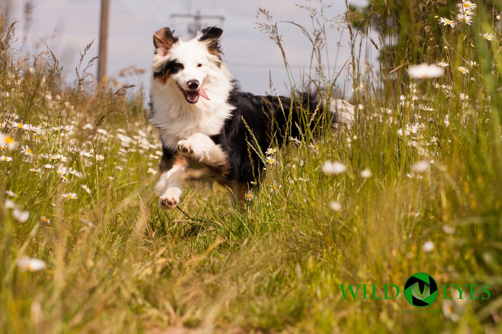 Mini Australian Shepher