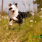 Mini Australian Shepher