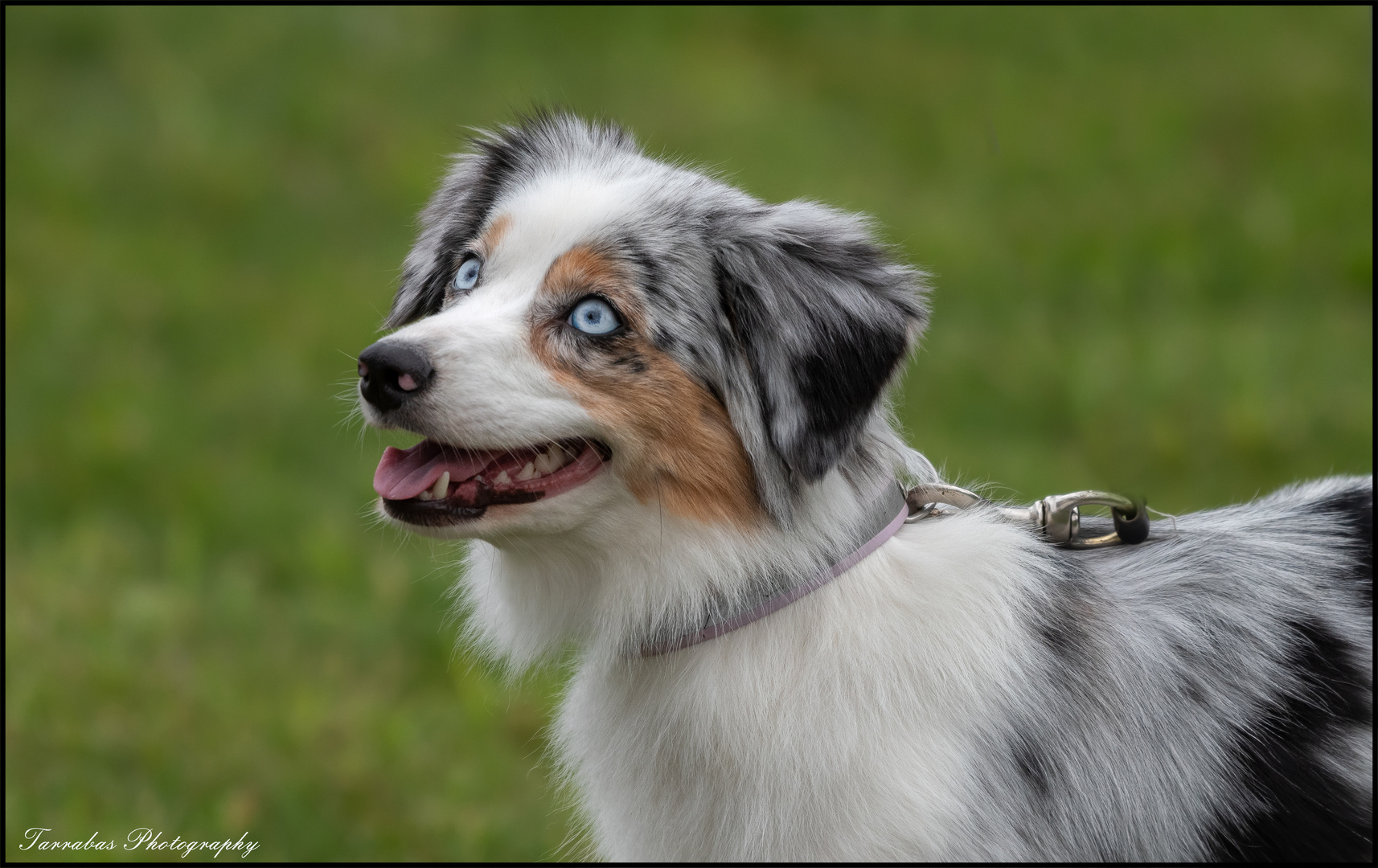 Mini Australian Shepherd