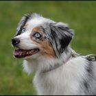 Mini Australian Shepherd