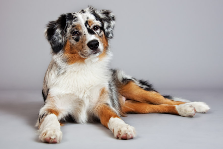 Mini Australian Shepherd