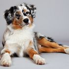 Mini Australian Shepherd