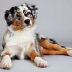 Mini Australian Shepherd