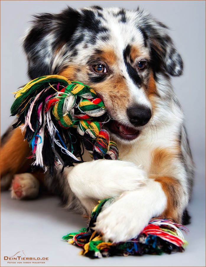 Mini Australian Shepherd II