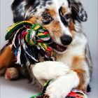 Mini Australian Shepherd II