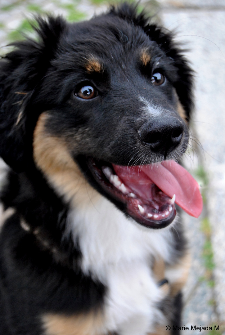 Mini Australian Shepherd Welpe