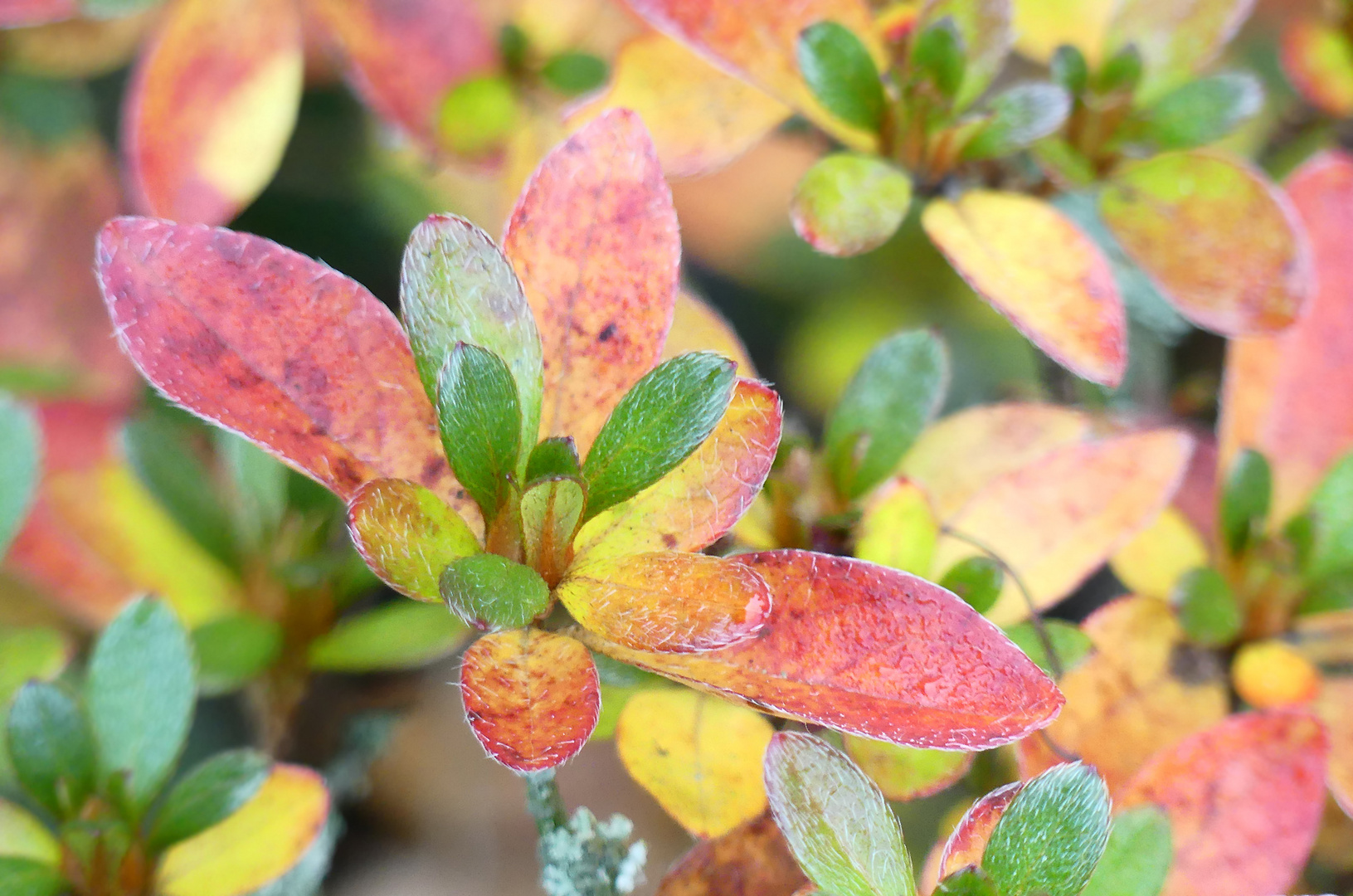 Mini-Azalee im Herbstgewand 