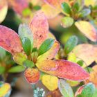 Mini-Azalee im Herbstgewand 