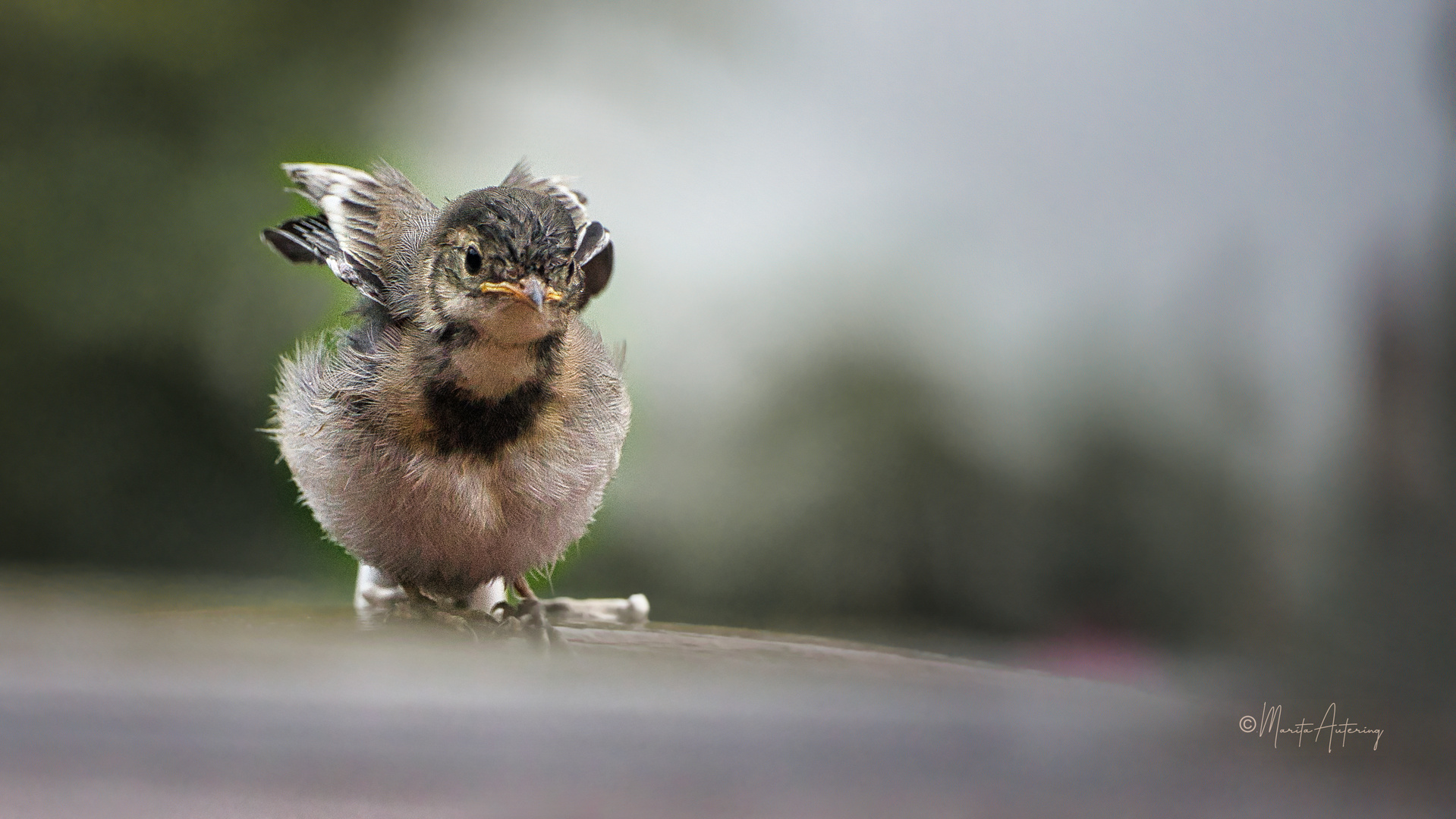 Mini-Bachstelze wartet auf Futter