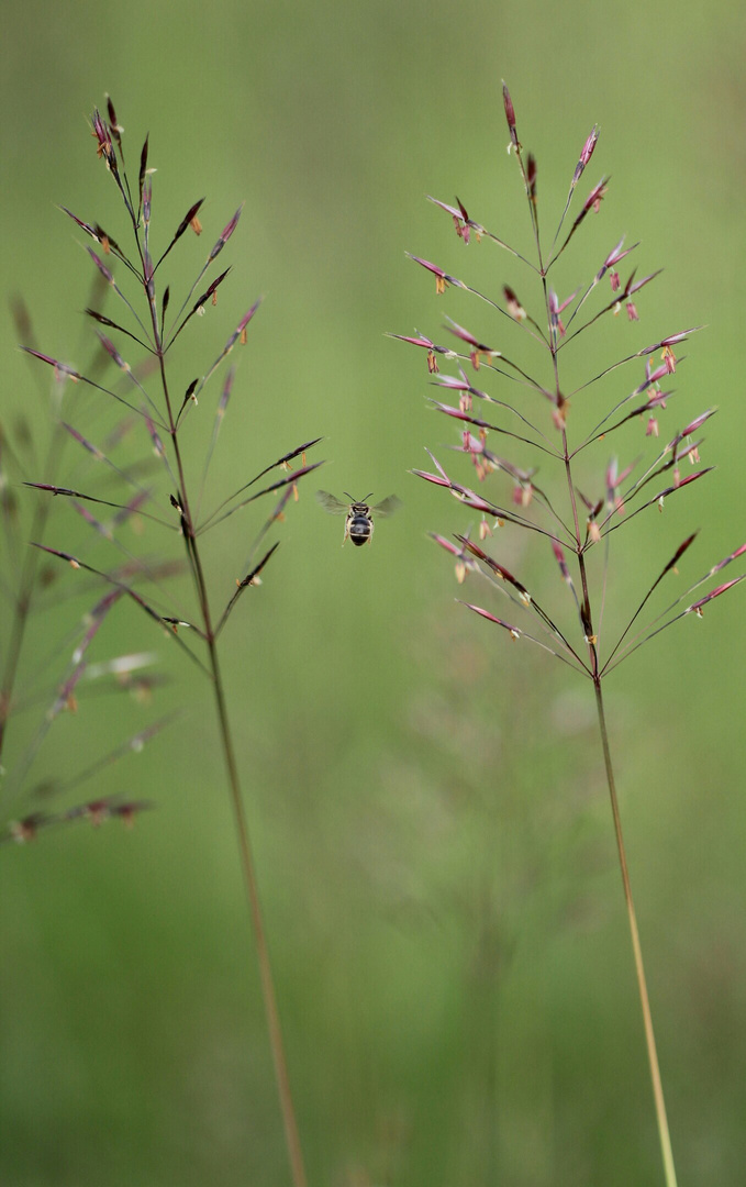 Mini Bee