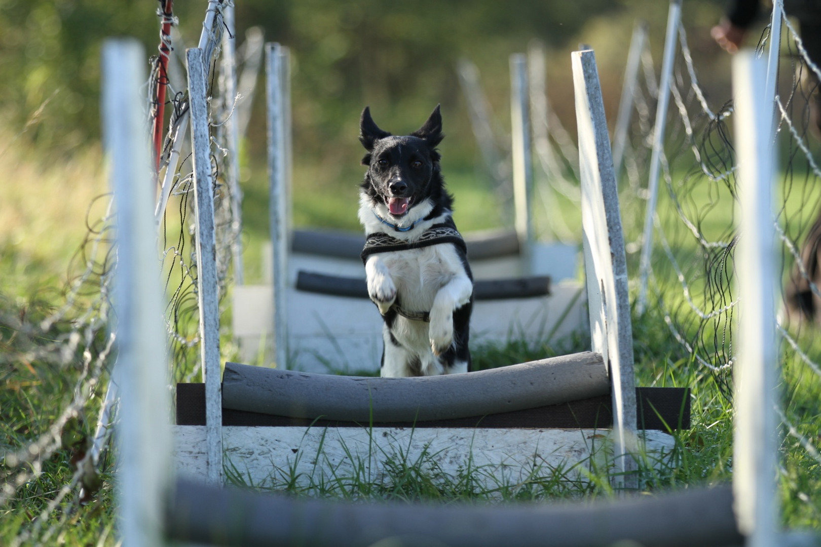 Mini beim Flyballtraining