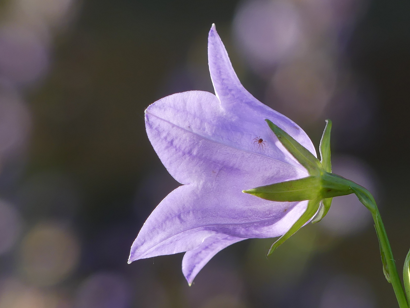 Mini - Besucher auf großer Glockenblume