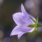 Mini - Besucher auf großer Glockenblume