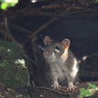  mini Brown Rat Wanderratte - Rattus norvegicus