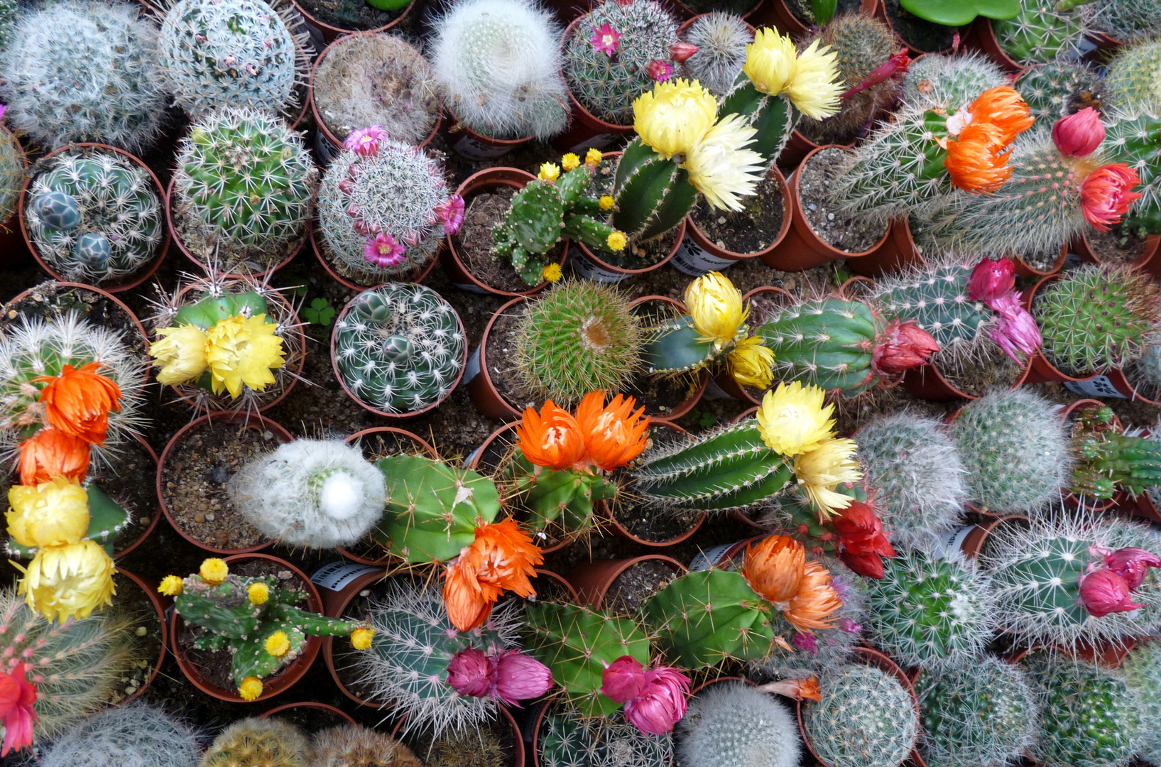 Mini cactus photo et image fleurs cactus nature Mini cactus photo et image fleurs cactus nature