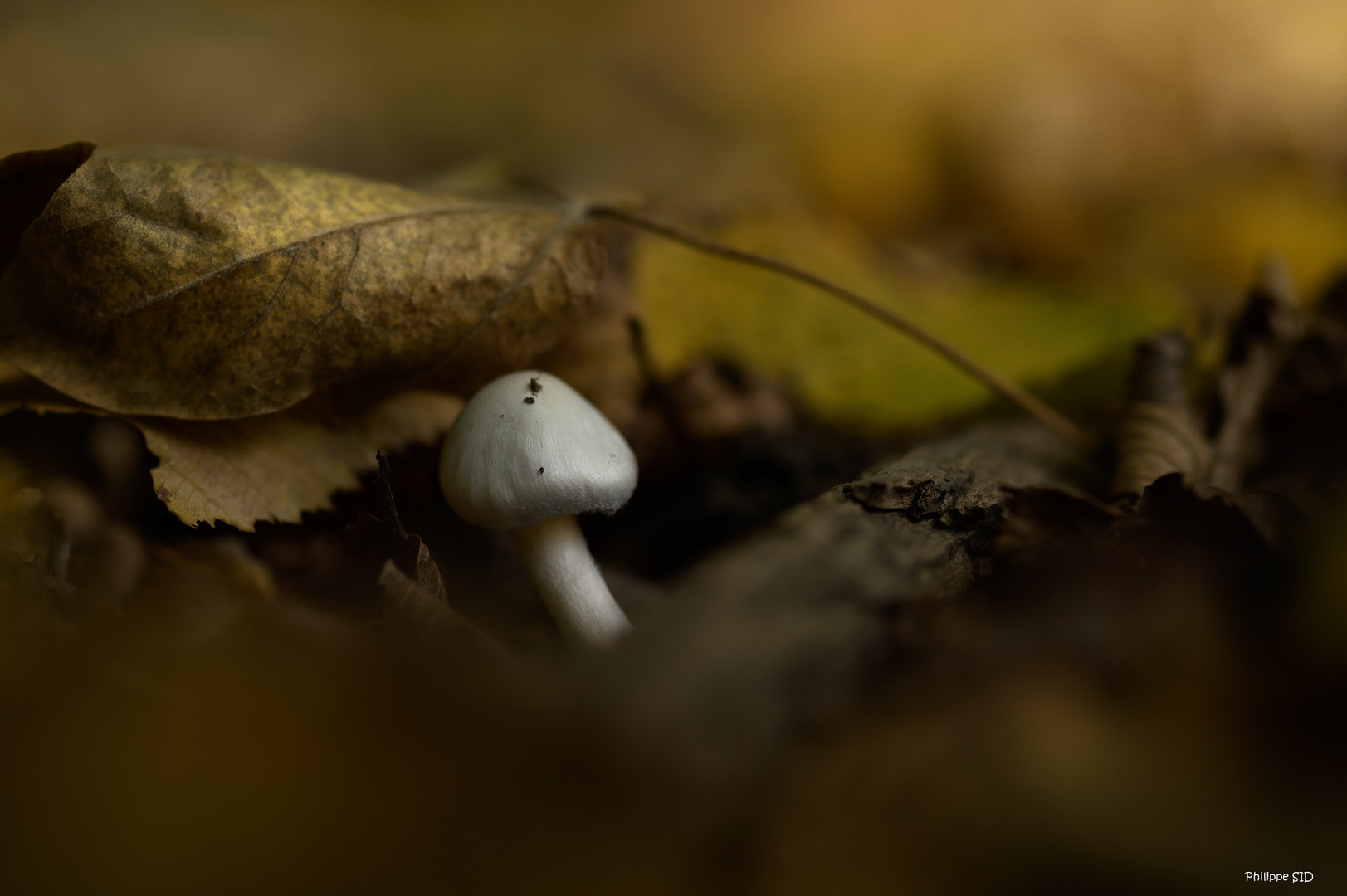 Mini champignon