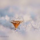 mini champignon de la mousse