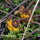 Mini chanterelles