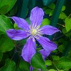 Mini Clematis