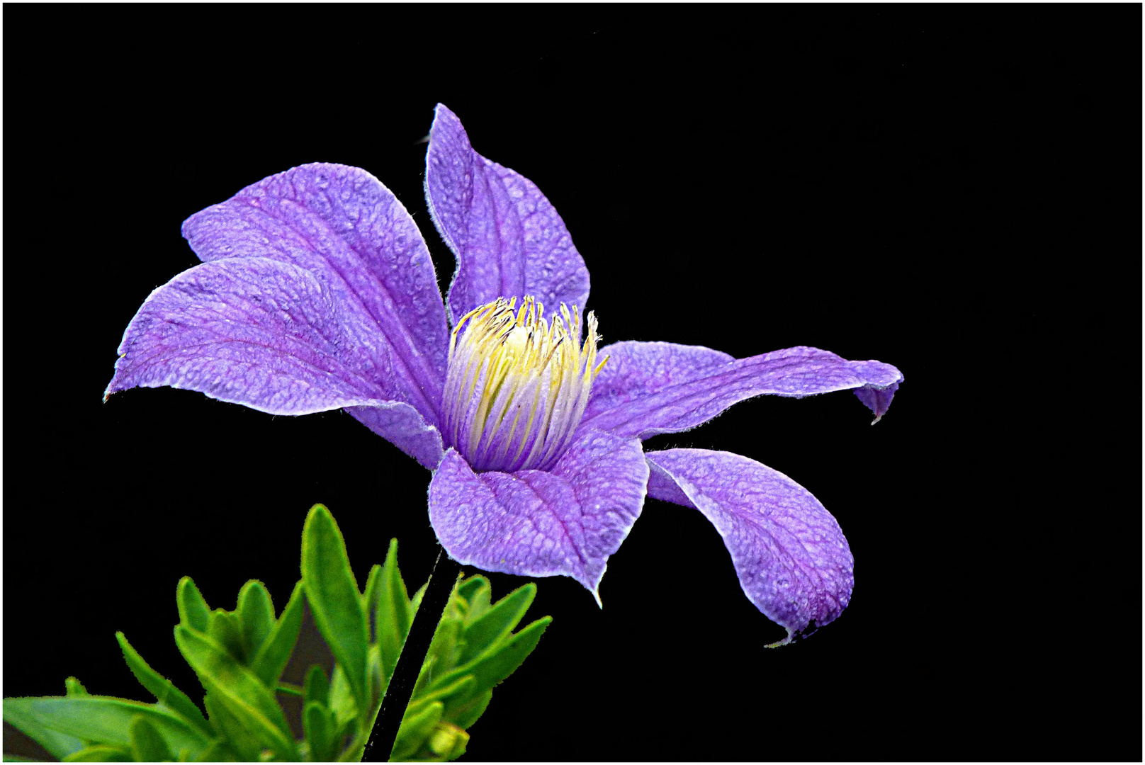 Mini Clematis