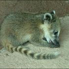 Mini-Coati