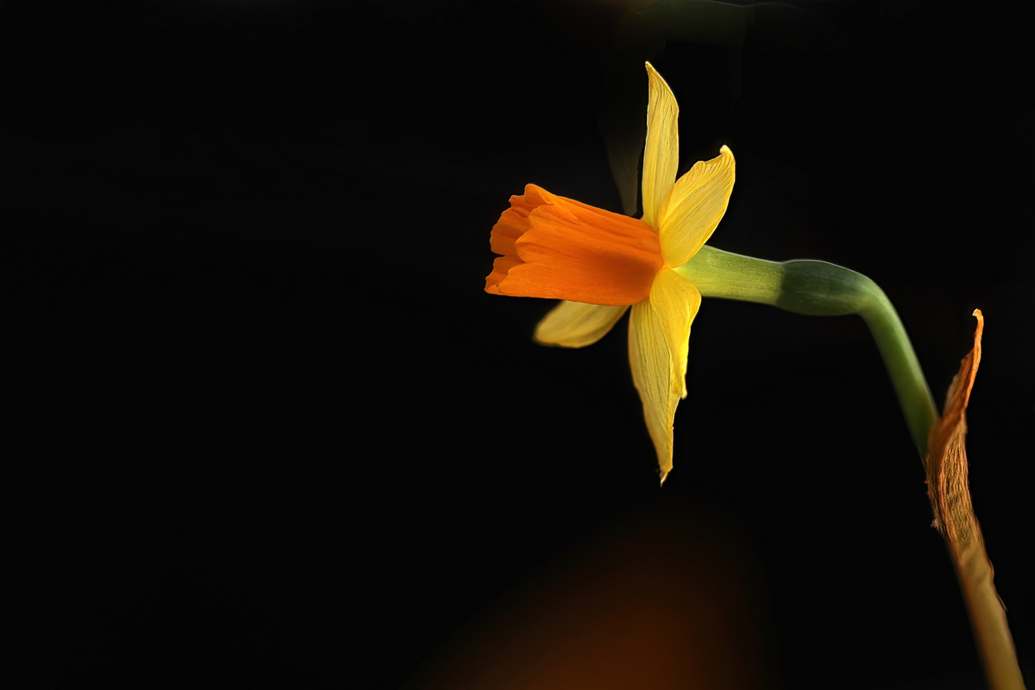 mini Daffodil