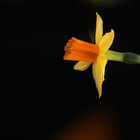 mini Daffodil