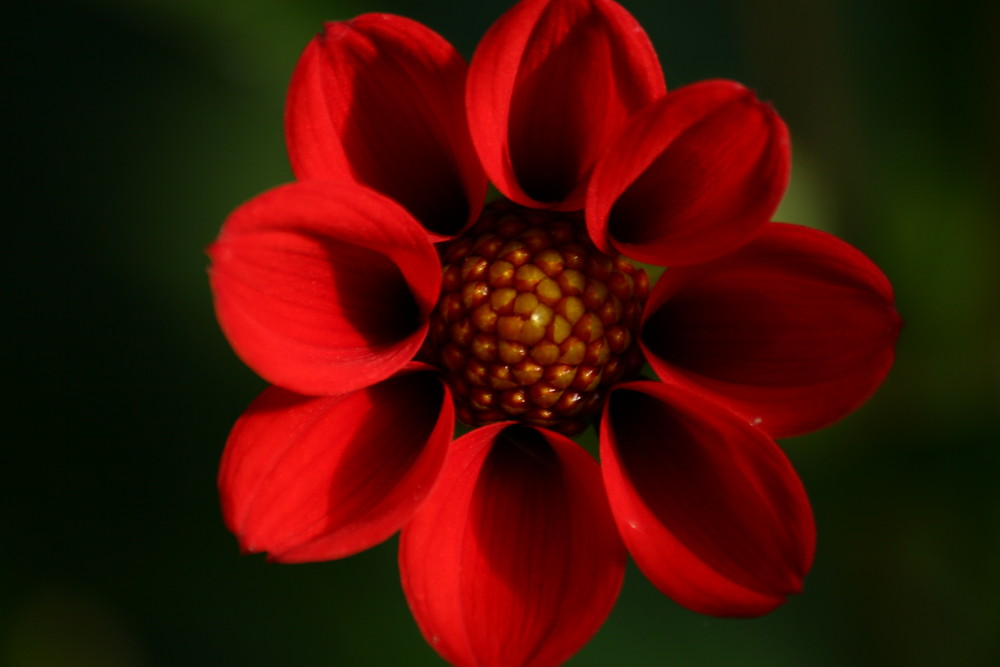 mini dahlie in der abendsonne