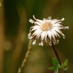 Mini-Distel oder so