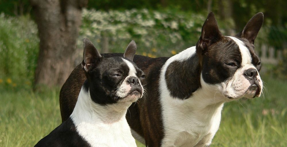 Mini-Doggies in the Sun