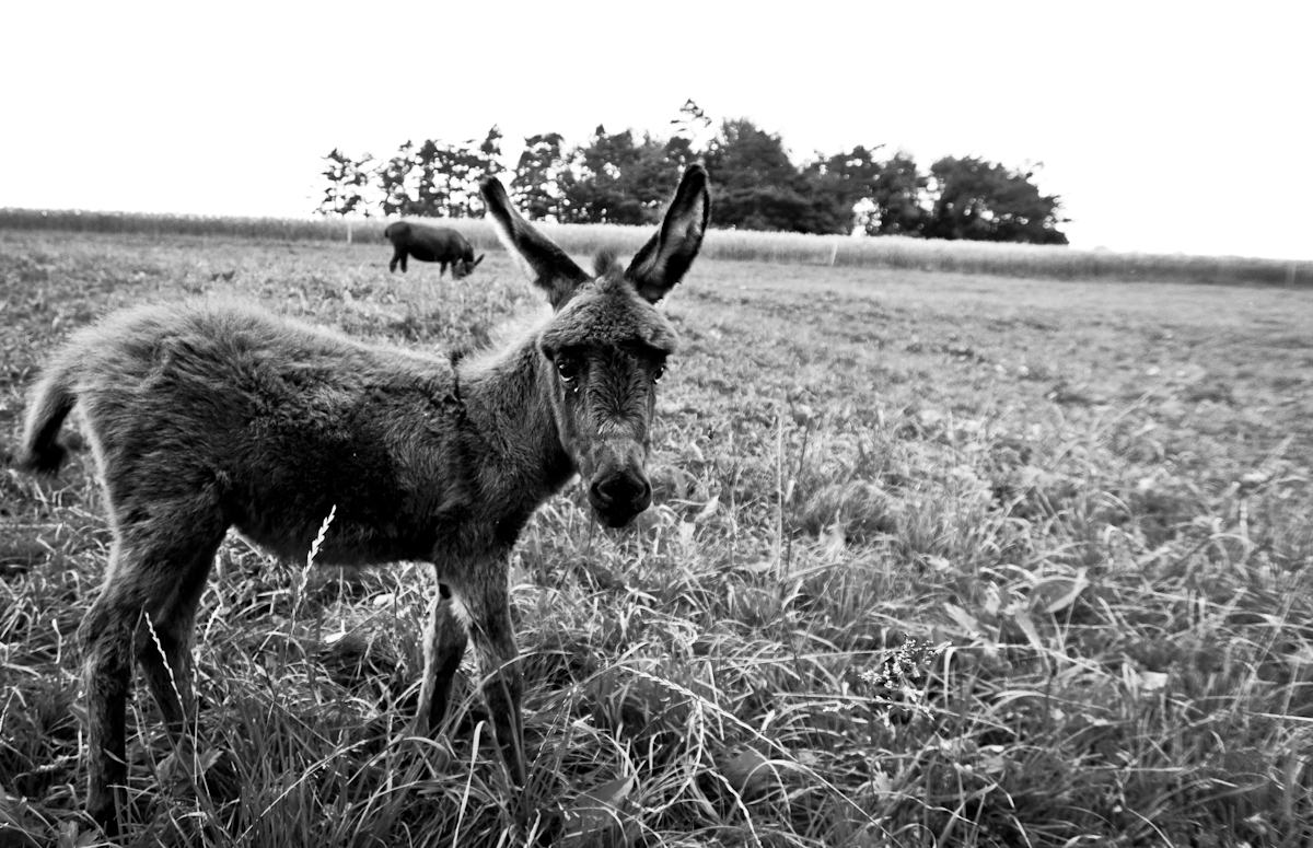 Mini Donkey