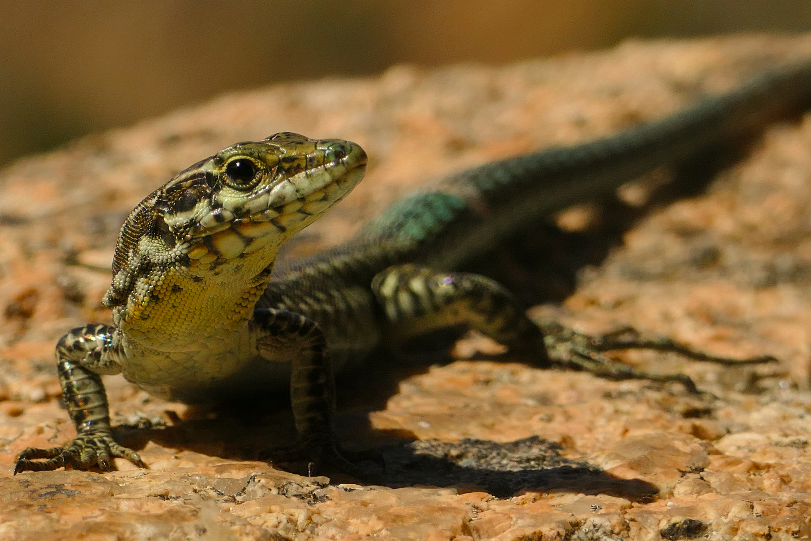 Mini-Drachen-Portrait