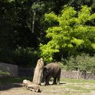 Mini Elefant, Wer ist stärker DU oder ICH