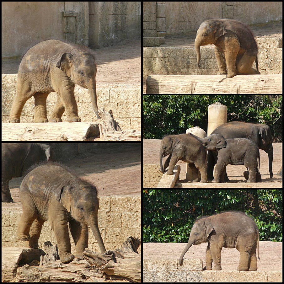 Mini-Elefanten im Zoo Hannover