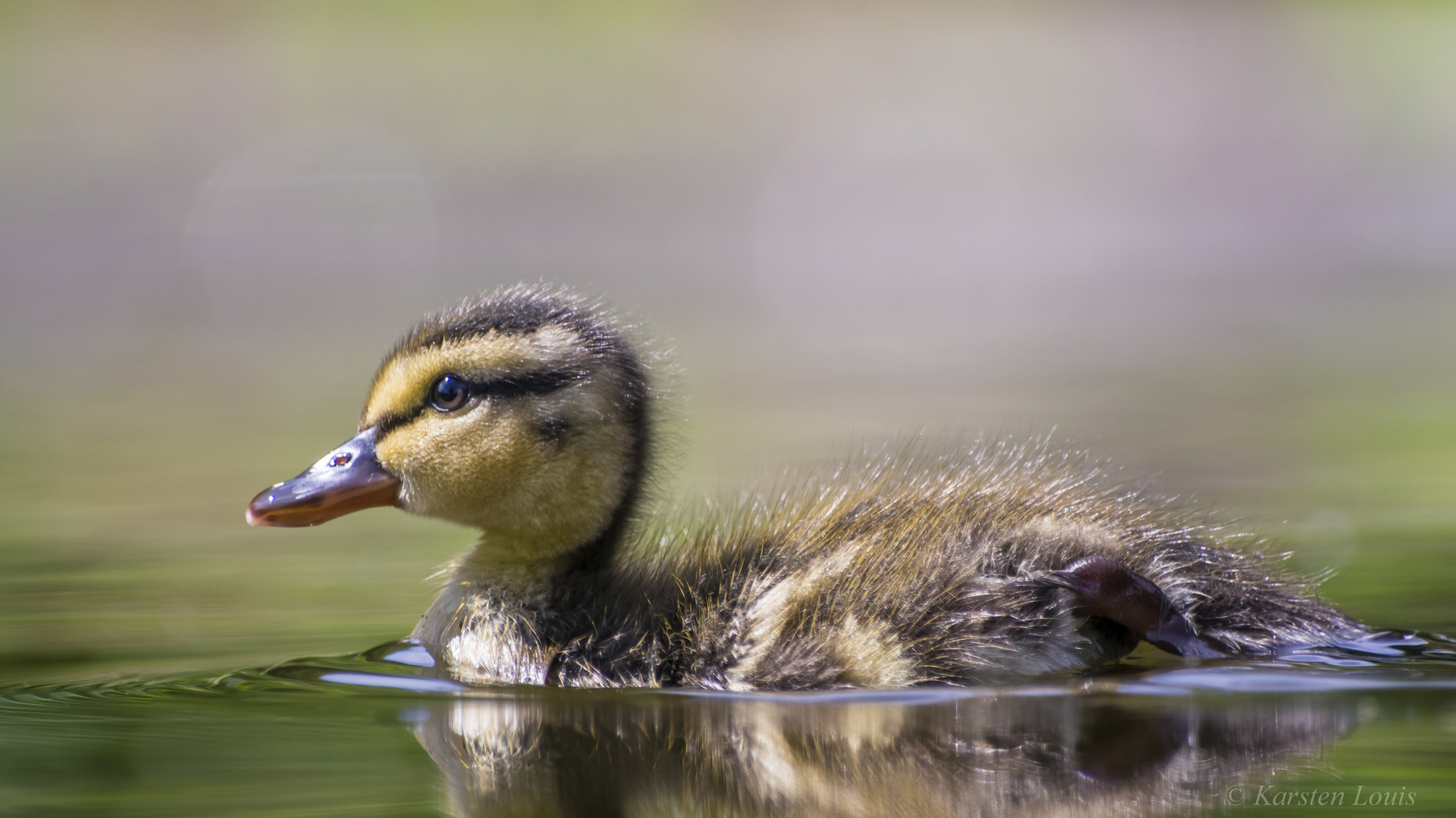 Mini Ente