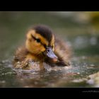 Mini Ente