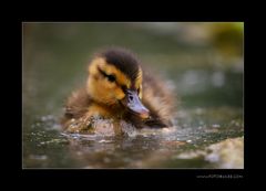 Mini Ente