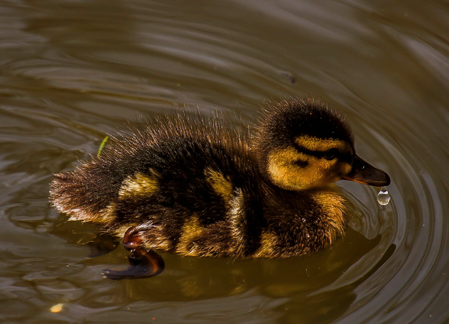 Mini Ente